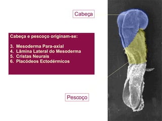 Cabeça e pescoço originam-se: Mesoderma Para-axial Lâmina Lateral do Mesoderma Cristas Neurais Placódeos Ectodérmicos Pescoço Cabeça 