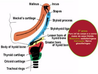 3º arco : Porc inf do corpo e o corno  maior do osso Hióide. Músculos : estilofaríngeos Inervação : Nervo glosofaríngeo 