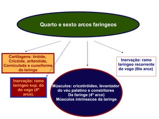   Quarto e sexto arcos faríngeos Cartilagens: tiróide,  Cricóide, aritenóide, Corniculada e cuneiforme da laringe Inervação: ramo laríngeo sup. do do vago (4º arco). Músculos: cricotiróideo, levantador  do véu palatino e constritores  Da faringe (4º arco) Músculos intrínsecos da laringe 4ta bo  Inervação: ramo laríngeo recorrente do vago (6to arco)  