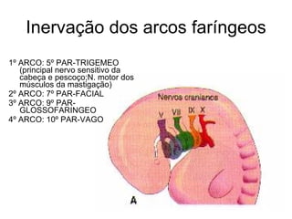 Inervação dos arcos faríngeos 1º ARCO: 5º PAR-TRIGEMEO (principal nervo sensitivo da cabeça e pescoço;N. motor dos músculos da mastigação) 2º ARCO: 7º PAR-FACIAL 3º ARCO: 9º PAR- GLOSSOFARINGEO 4º ARCO: 10º PAR-VAGO 
