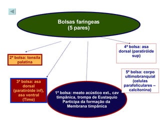   Bolsas faríngeas (5 pares) 2ª bolsa: tonsila palatina 3ª bolsa: asa dorsal (paratiróide inf), asa ventral (Timo) 1ª bolsa: meato acústico ext., cav timpânica, trompa de Eustaquio Participa da formação da  Membrana timpânica 4ª bolsa: asa dorsal (paratiróide sup) 5ª bolsa: corpo ultimobranquial (celulas parafoliculares –  calcitonina) 
