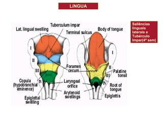 LíNGUA Saliências linguais  laterais e Tubérculo  Impar(4ª sem) 