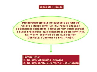 Glândula Tireóide Proliferação epitelial no assoalho da faringe Cresce e desce como um divertículo bilobado e permanece conectada  à lígua por um canal estreito, o ducto tireoglosso, que desaparece posteriormente. Na 7ª sem  encontra-se em sua posição Definitiva. Funciona no final 3º mês. Parênquima: Células foliculares - tiroxina Células parafoliculares “C” - calcitonina 