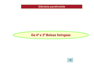 Glândula paratireóide Da 4ª e 3ª Bolsas faríngeas 