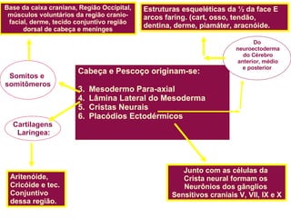 Cabeça e Pescoço originam-se: Mesodermo Para-axial Lâmina Lateral do Mesoderma Cristas Neurais Placódios Ectodérmicos Somitos e  somitômeros Cartilagens Laríngea: Base da caixa craniana, Região Occipital, músculos voluntários da região cranio-facial, derme, tecido conjuntivo região dorsal de cabeça e meninges Aritenóide,  Cricóide e tec. Conjuntivo dessa região. Estruturas esqueléticas da ½ da face E arcos faríng. (cart, osso, tendão, dentina, derme, piamáter, aracnóide. Junto com as células da  Crista neural formam os  Neurônios dos gânglios  Sensitivos craniais V, VII, IX e X Do neuroectoderma do Cérebro anterior, médio e posterior 
