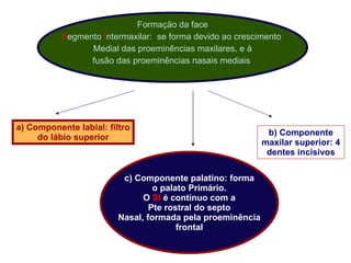   Formação da face S egmento  I ntermaxilar:  se forma devido ao crescimento  Medial das proeminências maxilares, e à fusão das proeminências nasais mediais  a) Componente labial: filtro do lábio superior c) Componente palatino: forma o palato Primário. O  SI  é contínuo com a Pte rostral do septo Nasal, formada pela proeminência frontal 4ta bo  b) Componente maxilar superior: 4 dentes incisivos 