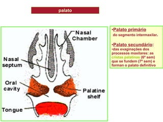 palato Palato primário do segmento intermaxilar . Palato secundário :  das evaginações dos processos maxilares: as  cristas palatinas  (6ª sem) que se fundem (7ª sem) e forman o palato definitivo 