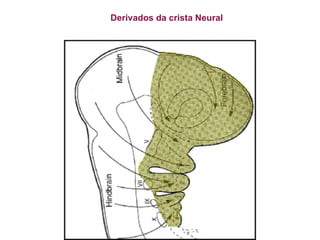 Derivados da crista Neural 