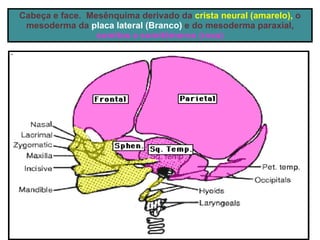 Cabeça e face.  Mesênquima derivado da  crista neural (amarelo),  o mesoderma da  placa lateral (Branco)  e do mesoderma paraxial,  somitos e somitômeros (rosa) 