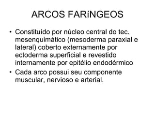 ARCOS FARíNGEOS Constituído por núcleo central do tec. mesenquimático (mesoderma paraxial e lateral) coberto externamente por ectoderma superficial e revestido internamente por epitélio endodérmico Cada arco possui seu componente muscular, nervioso e arterial.  