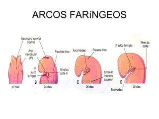 ARCOS FARíNGEOS 