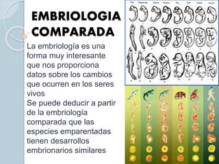 EMBRIOLOGIA
COMPARADA
La embriología es una
forma muy interesante
que nos proporciona
datos sobre los cambios
que ocurren en los seres
vivos
Se puede deducir a partir
de la embriología
comparada que las
especies emparentadas
tienen desarrollos
embrionarios similares
 