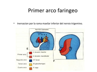 Primer arco faringeo
• Inervacion por la rama maxilar inferior del nervio trigemino.
 