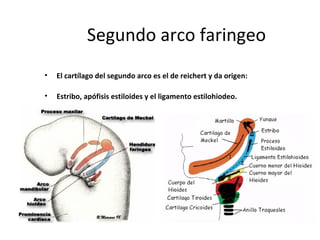 Segundo arco faringeo
• El cartílago del segundo arco es el de reichert y da origen:
• Estribo, apófisis estiloides y el ligamento estilohiodeo.
 