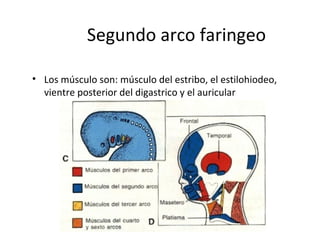 Segundo arco faringeo
• Los músculo son: músculo del estribo, el estilohiodeo,
vientre posterior del digastrico y el auricular
 