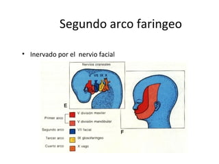 Segundo arco faringeo
• Inervado por el nervio facial
 