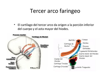 Tercer arco faringeo
• El cartílago del tercer arco da origen a la porción inferior
del cuerpo y el asta mayor del hiodes.
 