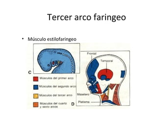 Tercer arco faringeo
• Músculo estilofaringeo
 