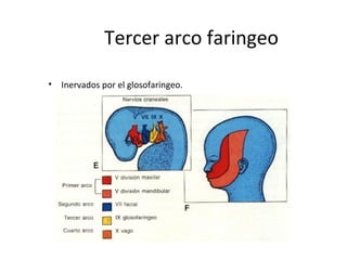 Tercer arco faringeo
• Inervados por el glosofaringeo.
 