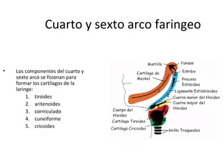 Cuarto y sexto arco faringeo
• Los componentes del cuarto y
sexto arco se fisionan para
formar los cartílagos de la
laringe:
1. tiroides
2. aritenoides
3. corniculado
4. cuneiforme
5. cricoides
 