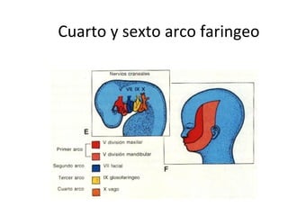 Cuarto y sexto arco faringeo
 