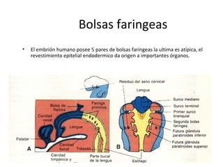 Bolsas faringeas
• El embrión humano posee 5 pares de bolsas faringeas la ultima es atípica, el
revestimiento epitelial endodermico da origen a importantes órganos.
 