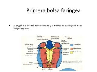 Primera bolsa faringea
• Da origen a la cavidad del oído medio y la trompa de eustaquio o bolsa
faringotimpanica.
 