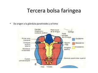 Tercera bolsa faringea
• Da origen a la glándula paratiroides y el timo
 