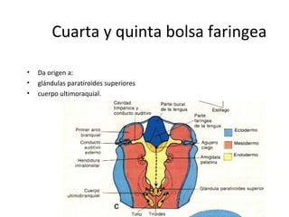 Cuarta y quinta bolsa faringea
• Da origen a:
• glándulas paratiroides superiores
• cuerpo ultimoraquial.
 
