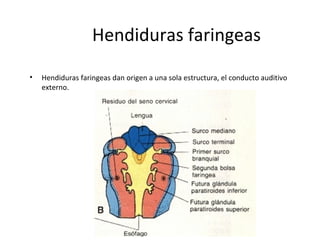 Hendiduras faringeas
• Hendiduras faringeas dan origen a una sola estructura, el conducto auditivo
externo.
 
