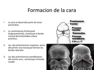 Formacion de la cara
• La cara se desarrolla partir de cinco
primordios.
1. La prominencia frontonasal
(engrosamiento), constituye el borde
craneal del estomodeo o boca
primitiva.
2. Las dos prominencias maxilares pares
del primer arco branquial forman los
bordes laterales
3. Las dos prominencias mandibulares
del mismo arco , constituyen el borde
caudal.
 