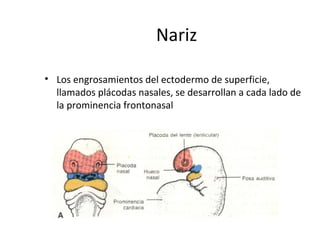 Nariz
• Los engrosamientos del ectodermo de superficie,
llamados plácodas nasales, se desarrollan a cada lado de
la prominencia frontonasal
 