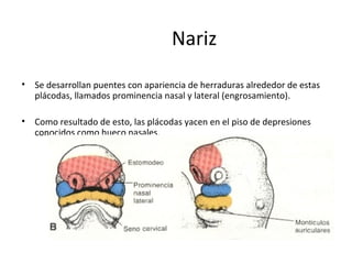 Nariz
• Se desarrollan puentes con apariencia de herraduras alrededor de estas
plácodas, llamados prominencia nasal y lateral (engrosamiento).
• Como resultado de esto, las plácodas yacen en el piso de depresiones
conocidos como hueco nasales.
 