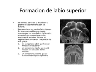 Formacion de labio superior
• se forma a partir de la mezcla de la
prominencias maxilares con las
nasales.
• Las prominencias nasales laterales no
forman parte del labio superior,
constituyen las alas (lados) de la nariz.
cuando la prominencias nasales
mediales se mezclan, forman un
segmento intermaxilar compuesto de
tres partes:
1. Un componente labial que forma el
filtro del labio superior
2. un componente maxilar que tendrá
relación con los cuatro dientes
incisivos
3. un componente palatino que se
transforma en el paladar primario
 