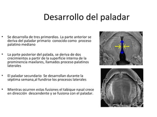 Desarrollo del paladar
• Se desarrolla de tres primordios. La parte anterior se
deriva del paladar primario conocido como proceso
palatino mediano
• La parte posterior del palada, se deriva de dos
crecimientos a partir de la superficie interna de la
prominencia maxilares, llamados proceso palatinos
laterales
• El paladar secundario Se desarrollan durante la
séptima semana,al fundirse los procesos laterales
• Mientras ocurren estas fusiones el tabique nasal crece
en dirección descendente y se fusiona con el paladar.
 
