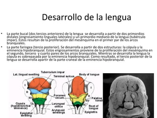 Desarrollo de la lengua
• La parte bucal (dos tercios anteriores) de la lengua se desarrolla a partir de dos primordios
distales (engrosamiento linguales laterales) y un primordio mediano de la lengua (tubérculo
impar). Estos resultan de la proliferación del mesénquima en el primer par de los arcos
branquiales.
• La parte faringea (tercio posterior). Se desarrolla a partir de dos estructuras: la cópula y la
eminencia hipobranquial. Estos engrosamientos proviene de la proliferación del mesénquima en
el segundo, tercero y cuarto pares de los arcos branquiales. Mientras se desarrolla la lengua la
cópula es sobrepasada por la eminencia hipobranquial. Como resultado, el tercio posterior de la
lengua se desarrolla apartir de la parte craneal de la eminencia hipobranquial.
 
