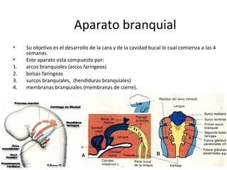 Aparato branquial
• Su objetivo es el desarrollo de la cara y de la cavidad bucal lo cual comienza a las 4
semanas.
• Este aparato esta compuesto por:
1. arcos branquiales (arcos faríngeos)
2. bolsas faríngeas
3. surcos branquiales, (hendiduras branquiales)
4. membranas branquiales (membranas de cierre).
 