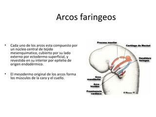 Arcos faringeos
• Cada uno de los arcos esta compuesto por
un núcleo central de tejido
mesenquimatico, cubierto por su lado
externo por ectodermo superficial, y
revestido en su interior por epitelio de
origen endodérmico.
• El mesodermo original de los arcos forma
los músculos de la cara y el cuello.
 