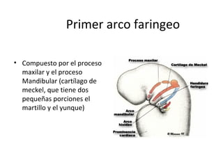 Primer arco faringeo
• Compuesto por el proceso
maxilar y el proceso
Mandibular (cartílago de
meckel, que tiene dos
pequeñas porciones el
martillo y el yunque)
 