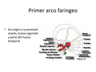 Primer arco faringeo
• Da origen a la premaxila,
maxila, hueso cigomático
y parte del hueso
temporal
 