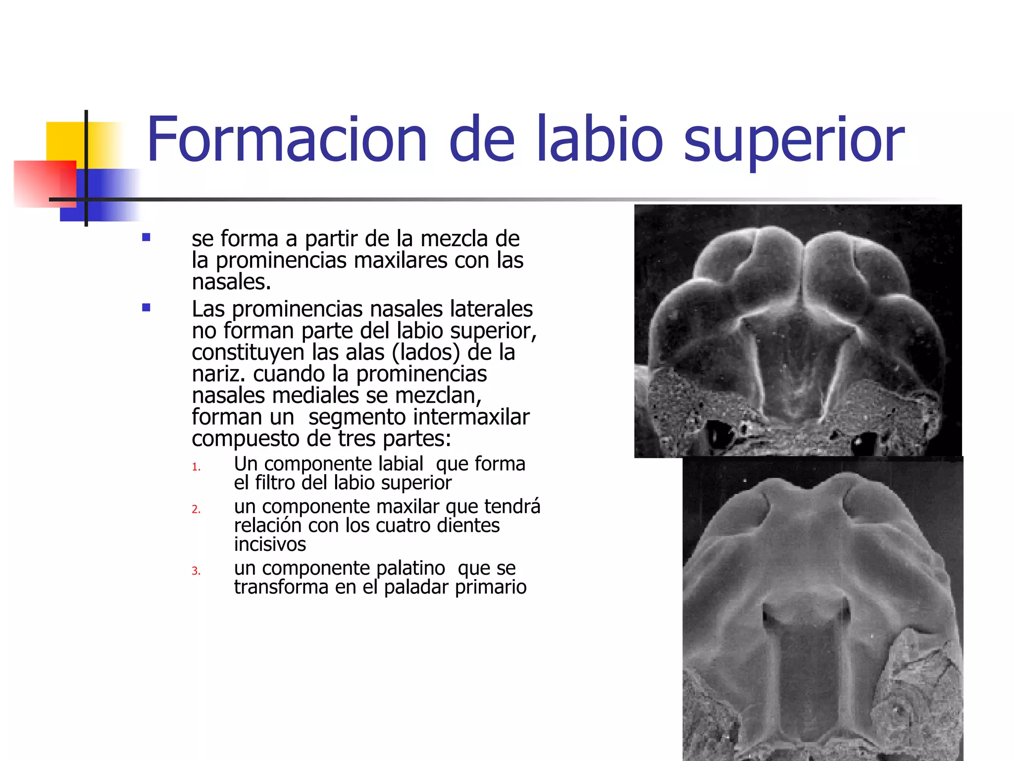 Labios Rombicos Embriologia De La Cara | PPT