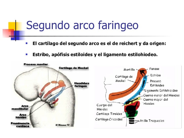 Arcos faringeos embriologia pdf to jpg
