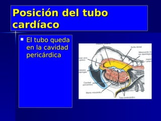 Posición del tubo
cardíaco
    El tubo queda
     en la cavidad
     pericárdica
 