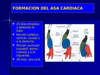 FORMACION DEL ASA CARDIACA


   23 días empieza
    a doblarse el
    tubo
   Porción cefálica:
    ventral, caudal y
    a la derecha.
   Porción auricular
    (caudal): dorso-
    craneal y a la
    izquierda.
   28 días: asa card.
 