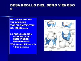 DESA RROL LO D EL SEN O V EN OS O
2


OBLITERACION DE:
V.U. DERECHA
V.ONFALOMESENTERI
CA. IZQ(5tasem)

LA PROLONGACION
  IZQUIERDA DEL
  SENO PIERDE
  IMPORTANCIA.
VCC izq se oblitera a la
  10ma semana.
 