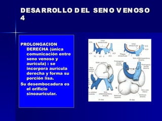 DESA RROL LO D EL SEN O V EN OS O
4



PROLONGACION
  DERECHA (única
  comunicación entre
  seno venoso y
  aurícula) : se
  incorpora aurícula
  derecha y forma su
  porción lisa.
Su desembocadura es
  el orificio
  sinoauricular.
 