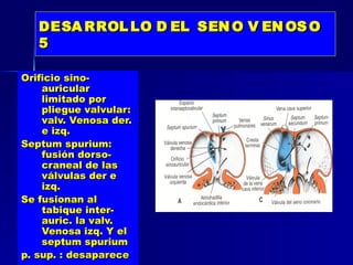 DESA RROL LO D EL SEN O V EN OS O
   5

Orificio sino-
    auricular
    limitado por
    pliegue valvular:
    valv. Venosa der.
    e izq.
Septum spurium:
    fusión dorso-
    craneal de las
    válvulas der e
    izq.
Se fusionan al
    tabique inter-
    auric. la valv.
    Venosa izq. Y el
    septum spurium
p. sup. : desaparece
 