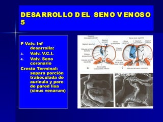 DESA RROL LO D EL SEN O V EN OS O
5


P Valv. Inf
    desarrolla:
3.  Valv. V.C.I.
4.  Valv. Seno
    coronario
Cresta Terminal:
    separa porción
    trabeculada de
    aurícula y porc
    de pared lisa
    (sinus venarum)
 