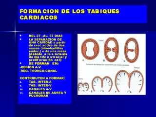 FO RMA CION DE LOS TAB IQUES
CA RDI ACOS


    DEL 27 –AL- 37 DIAS
    LA SEPARACION DE
     UNA CAVIDAD a partir
     de crec activo de dos
     masas (almohadillas
     endoc.) o de una masa
     (debido a la s ín te sis
     de ma triz e xtr ac el y
     prolif er ac ión ce l)
    SE FORMAN E N:
-REGION A-V
-REG. TRONCO-CONAL

CONTRIBUYEN A FORMAR:
8.  TAB. INTER-A
9.  TAB. INTER-V
10. CANALES A-V
11. CANALES DE AORTA Y
    PULMONAR
 