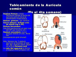 Tabic amiento d e la A urícula
      comú n
Septum Primun: cresta
                      (fin al 4ta s emana)
    falciforme desde el techo de
    auricula comun hacia la
    almohadilla endocardica.
Ostium primum: 1er. Orificio
Cierre efimero O.P(por crec
    de almoh sup e inf).
Ostium Secumdun:
2do.Orif.(perforacion en porc sup
    del OP, por muerte cel.)
Septum secundum: nuevo
    pliegue debido al crec. Atrial
    der.
(incorporacion prol sinusal)

Valv. Venosa izq. Y septum
   spurium se fusionan al lado
   der. del septum 2dum.,dejan
   un orificio:foramen oval
La valv. Del aguj.oval la forma
   el Septum Primum(porc inf)
 
